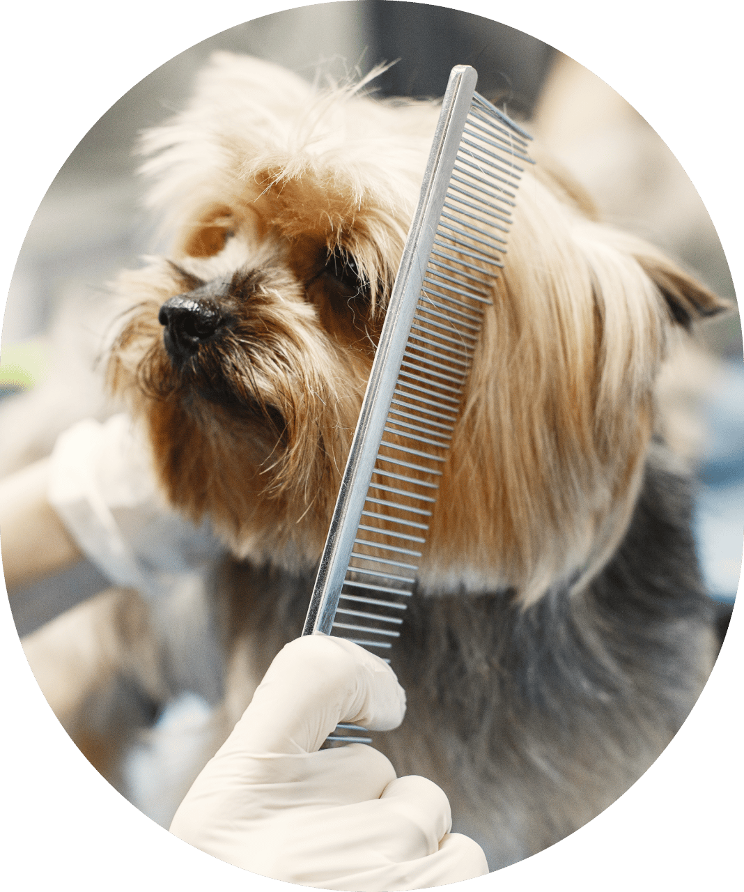 Dog getting combed