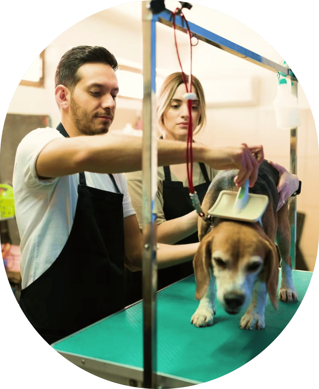 Two people grooming a dog