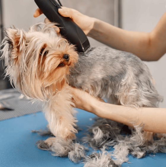 Dog getting shaved
